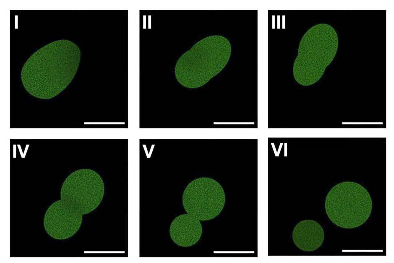 The Cell That Still Needs Someone to Feed It